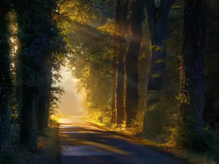 Gęsta trawa przy leśnej ścieżce — środowisko kleszczy w górach